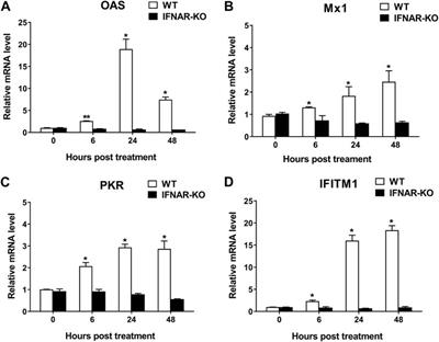 Interferon alpha and beta receptor 1 knockout in human embryonic kidney 293 cells enhances the production efficiency of proteins or adenoviral vectors related to type I interferons